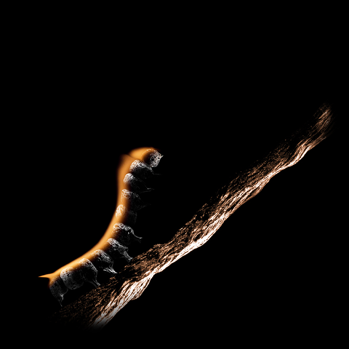 Caterpillar © Stanislav Aristov